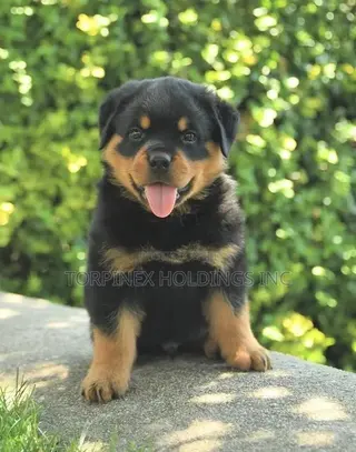 1-3 months Male Purebred Rottweiler