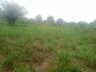 20 Acres of Farmland at Gomoa Odumase for Lease