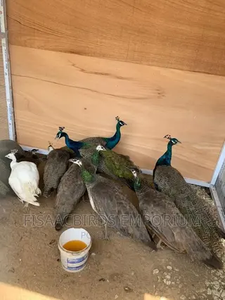 Indian Blue Peafowls (Pair)