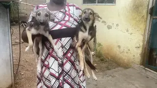 3-6 months Female Mixed Breed German Shepherd