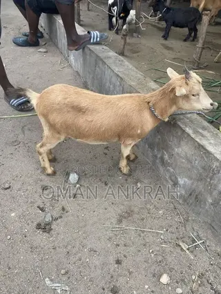 Female Male Goats Available