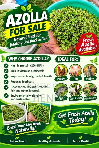 Gold Plant or Azolla