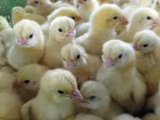 Broiler Day Old Chicks