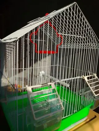 Bird Cage for Birds