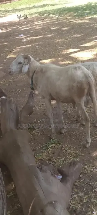 Nice Male Sheep Selling for Cool Price