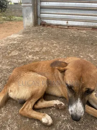 6-12 months Male Mixed Breed Dog