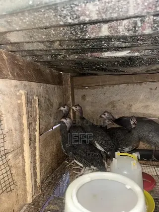 Guinea Fowls
