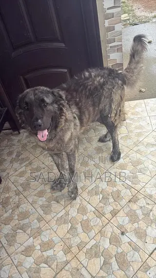 1+ year Male Purebred Caucasian Shepherd
