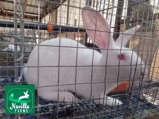 Robust Crossbred Rabbits for Breeding