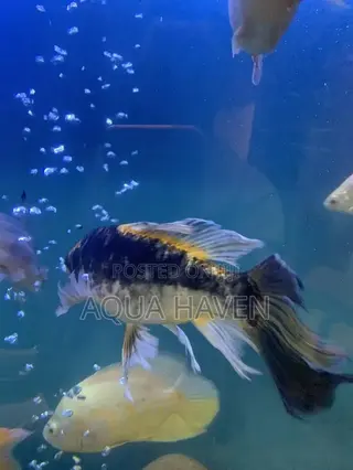 Butterfly Koi Fishes