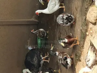All From Day Old to Fully Grownups Ducks Available