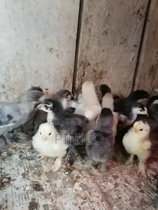 Brahma Chicken