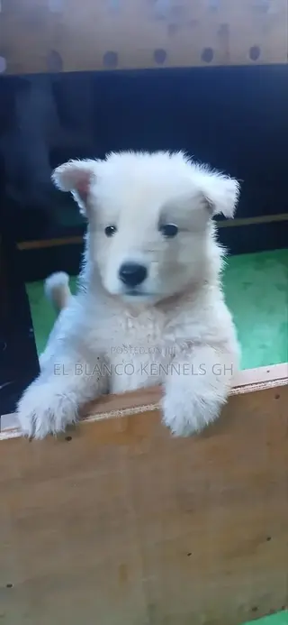 1-3 months Female Purebred White Shepherd