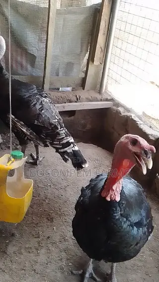 Male Foreign Turkeys (Broad Breasted Bronze) for Sale.