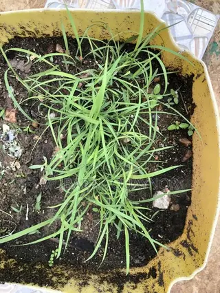 Andropogon Gayanus(Gamba) Seeds