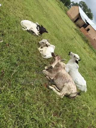 Nasarah Animals