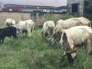 Cows for Sale. From 1000 Cedis to 30000 Cedis. 8000cedis+ for Killing