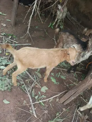 The Animals Seller