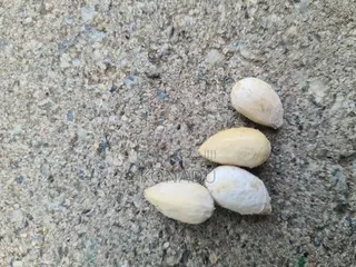 Neem Seeds