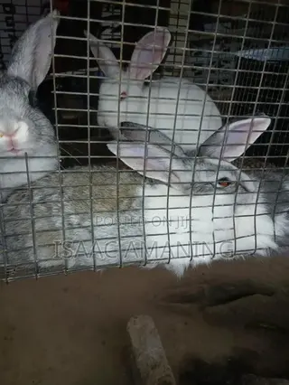 IB Rabbit Farms
