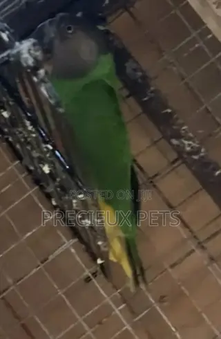 Senegalese Parrot