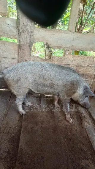 Our Day Farm