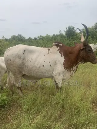 Healthy Cows Are for Sale
