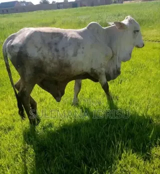 Pure Gudali