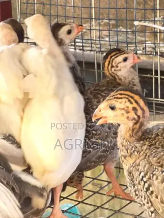 5 Week Old Guinea Fowls