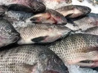 Fresh Tilapia (3 for 110)