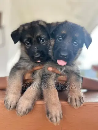 1-3 months Female Purebred German Shepherd