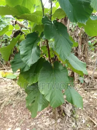 Seedlings for Plantation