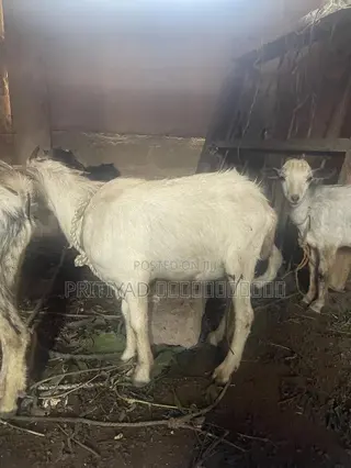 Male Health Goats