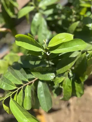 Healthy Soursop Seedlings at a Great Price