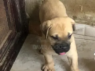 1-3 months Female Purebred Bullmastiff