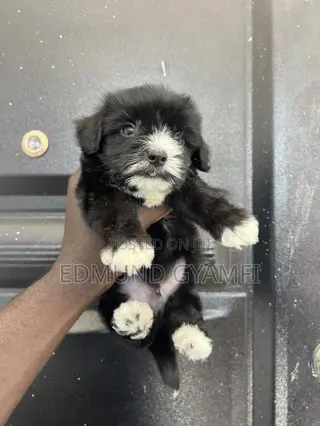 1-3 months Male Purebred Maltipoo