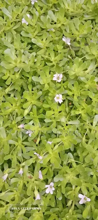 Brahmi / Water Hyssop or Bacopa Monnieri