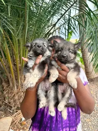 1-3 months Female Purebred German Shepherd