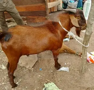 Nice Male Goat Seller