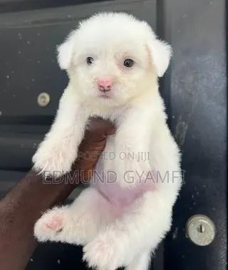 1-3 months Female Purebred Maltipoo