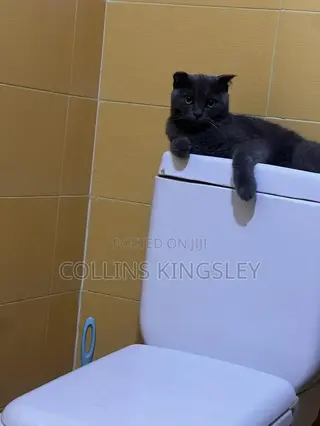 6-12 months Male Purebred British Shorthair