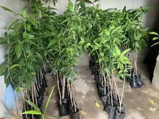 Grafted Mango