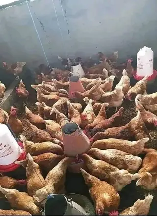 Organic Poultry