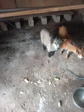 Goats for Sale