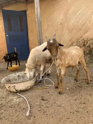 Buy Your X-Mas Affordable Goat .
