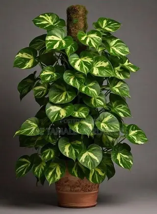 Golden Pathos - Beautiful Indoor Ornamental Plant for Sale