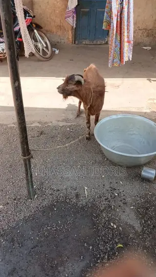 Goat for Sale. Healthy and Affordable