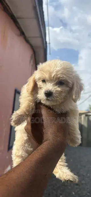 1-3 months Female Purebred Maltipoo