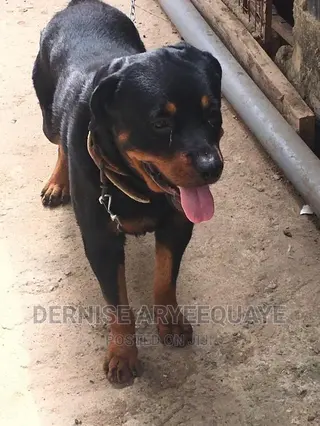 Rottweiler for Male