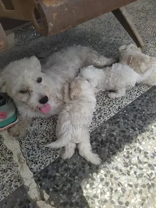 1-3 months Male Purebred Poodle
